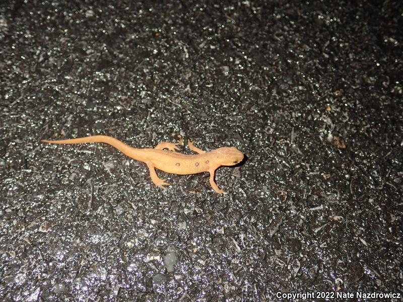 Red-Spotted Newt (Notophthalmus viridescens viridescens)