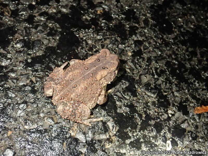 Eastern American Toad (Anaxyrus americanus americanus)