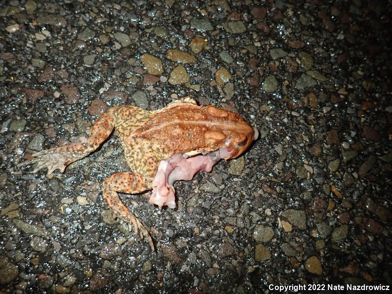 Eastern American Toad (Anaxyrus americanus americanus)