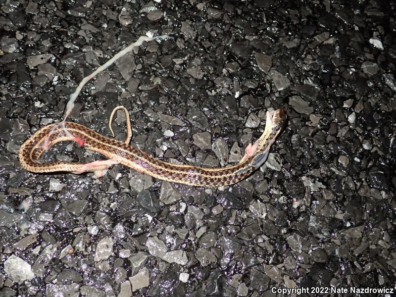 Eastern Gartersnake (Thamnophis sirtalis sirtalis)