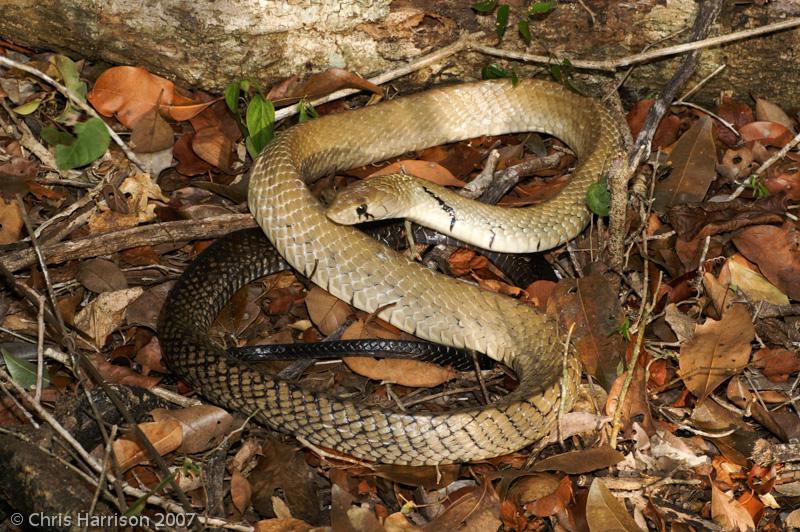 Central American Indigo Snake (Drymarchon melanurus melanurus)