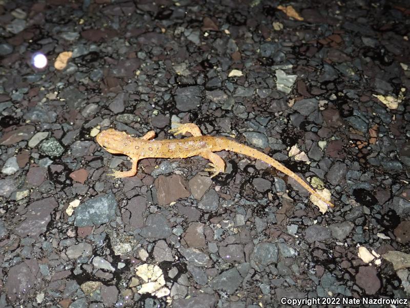 Red-Spotted Newt (Notophthalmus viridescens viridescens)