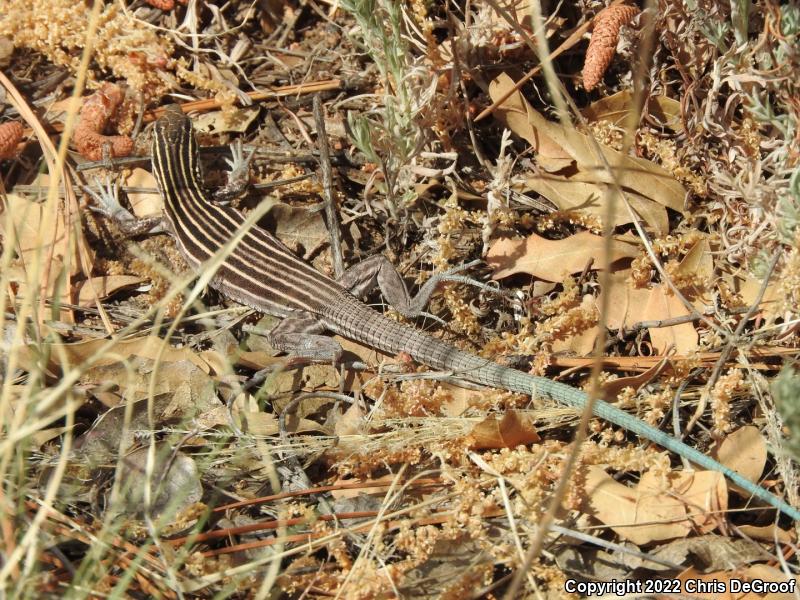 Plateau Striped Whiptail (Aspidoscelis velox)