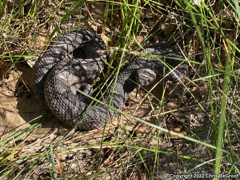 Arizona Black Rattlesnake (Crotalus cerberus)