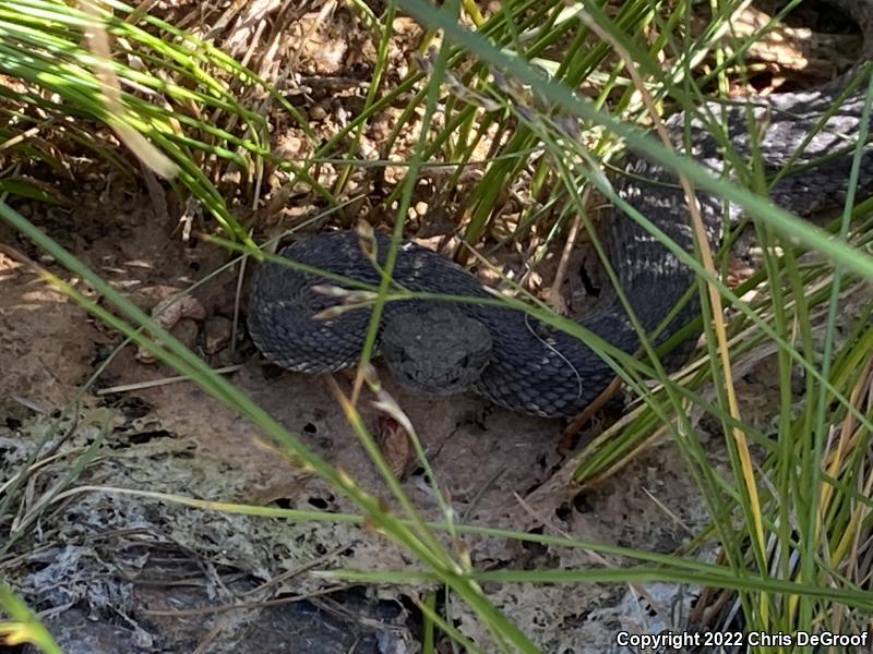 Arizona Black Rattlesnake (Crotalus cerberus)