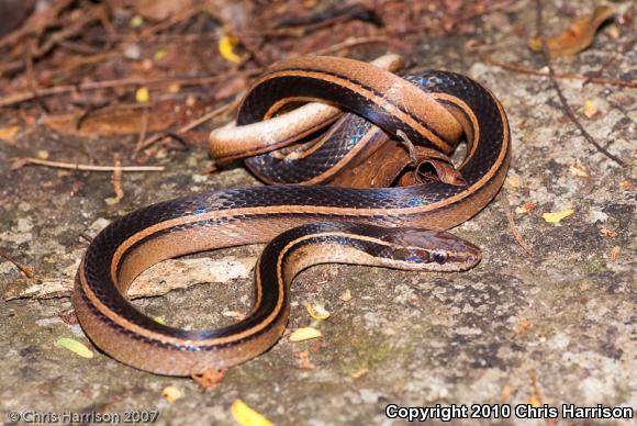 Schmidt's Black-striped Snake (Coniophanes schmidti)