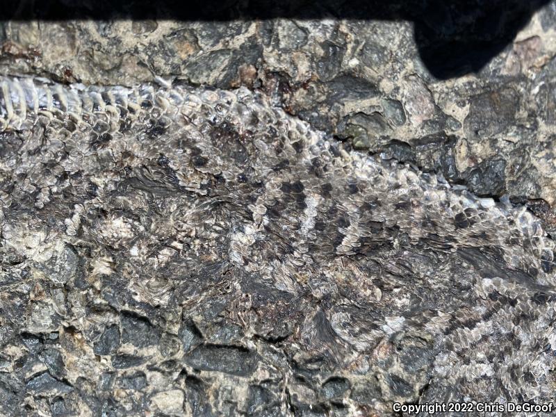 Arizona Black Rattlesnake (Crotalus cerberus)