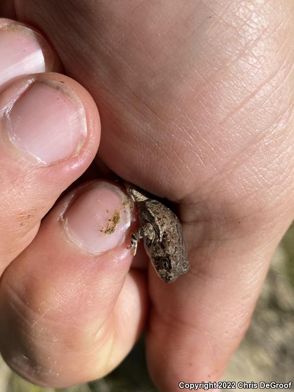 Woodhouse's Toad (Anaxyrus woodhousii woodhousii)