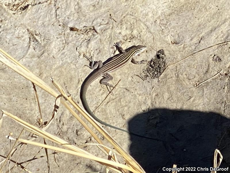 Plateau Striped Whiptail (Aspidoscelis velox)