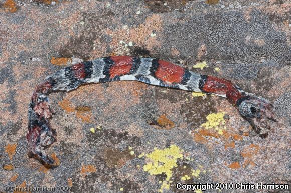 Gray-banded Kingsnake (Lampropeltis alterna)