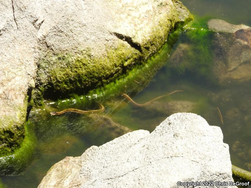 Wandering Gartersnake (Thamnophis elegans vagrans)