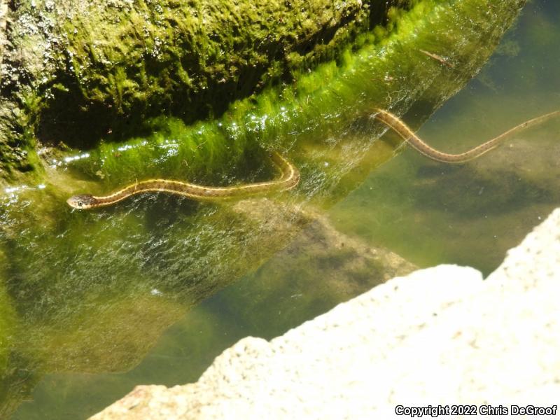 Wandering Gartersnake (Thamnophis elegans vagrans)