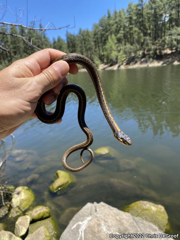 Wandering Gartersnake (Thamnophis elegans vagrans)