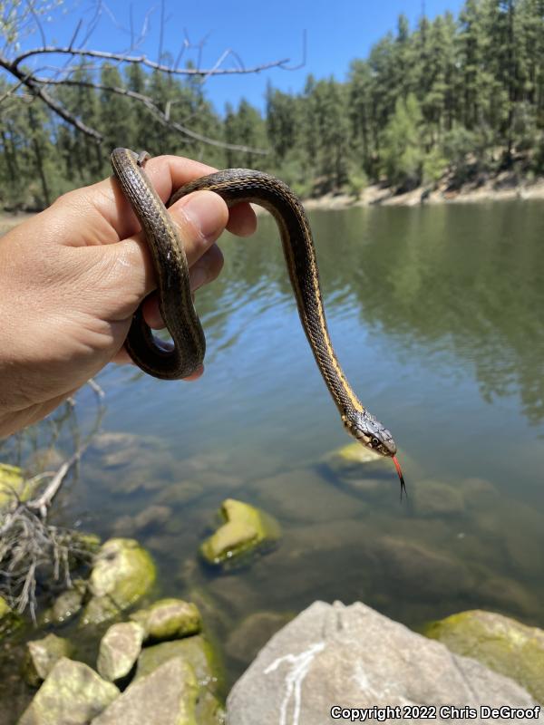 Wandering Gartersnake (Thamnophis elegans vagrans)