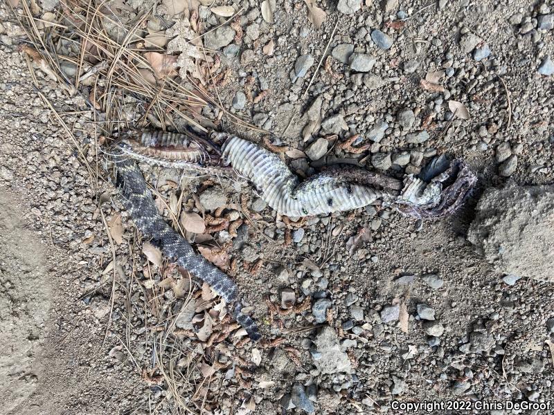 Arizona Black Rattlesnake (Crotalus cerberus)