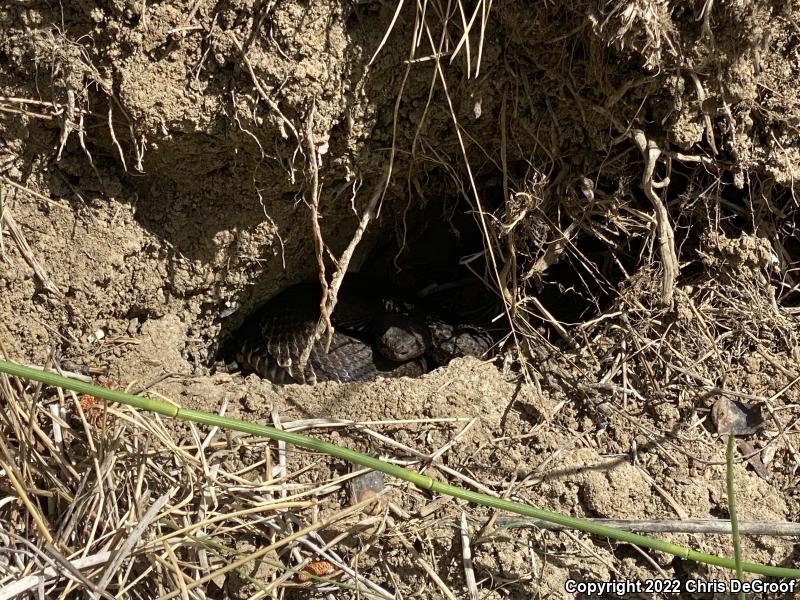 Arizona Black Rattlesnake (Crotalus cerberus)