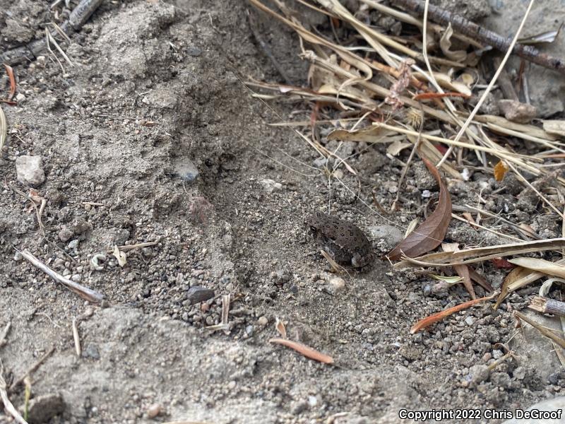 Woodhouse's Toad (Anaxyrus woodhousii woodhousii)