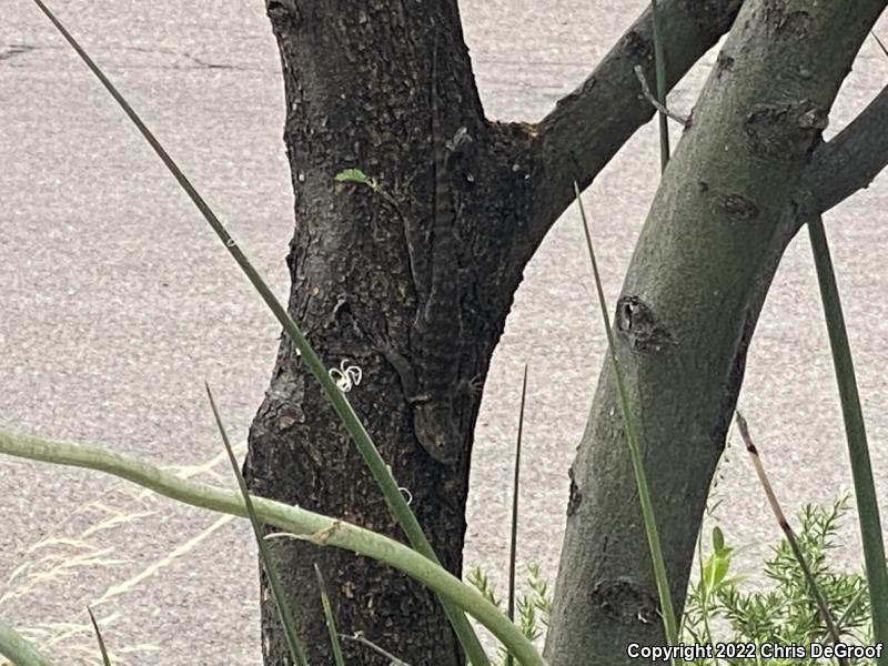 Desert Spiny Lizard (Sceloporus magister)