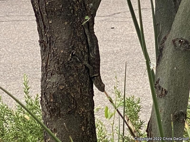 Desert Spiny Lizard (Sceloporus magister)