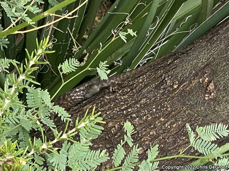 Desert Spiny Lizard (Sceloporus magister)