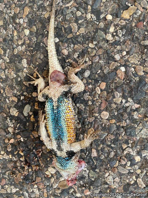 Desert Spiny Lizard (Sceloporus magister)