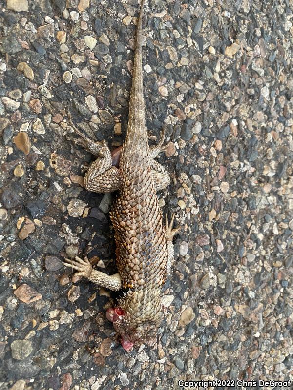 Desert Spiny Lizard (Sceloporus magister)