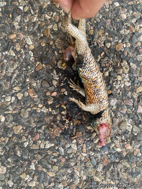 Desert Spiny Lizard (Sceloporus magister)