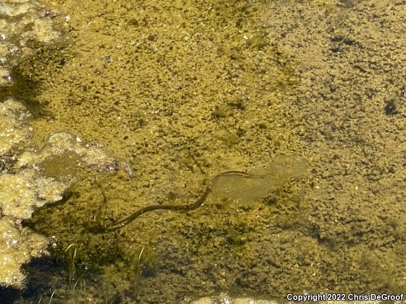 Two-striped Gartersnake (Thamnophis hammondii)