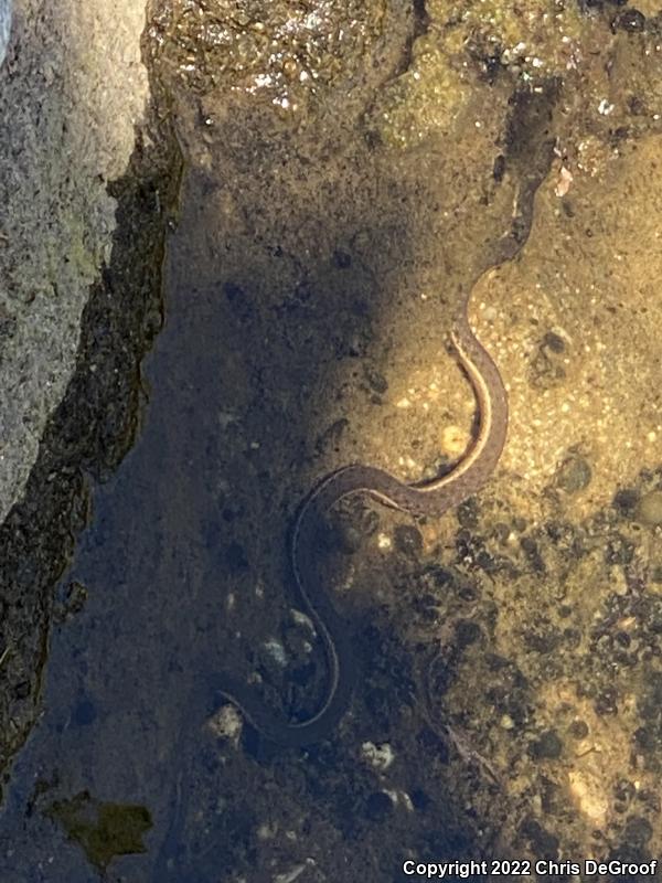 Two-striped Gartersnake (Thamnophis hammondii)