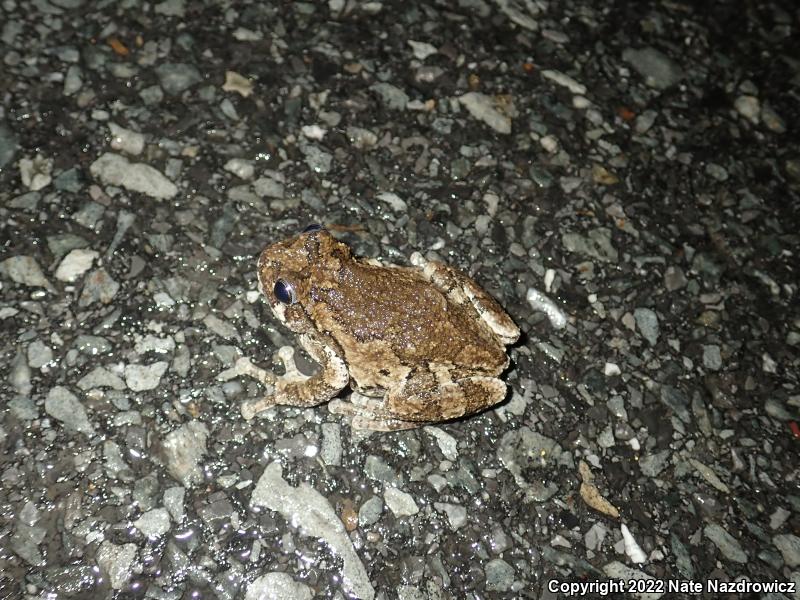 Gray Treefrog (Hyla versicolor)