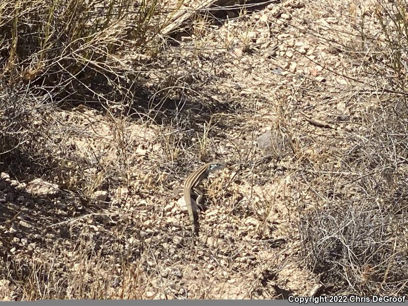 Desert Grassland Whiptail (Aspidoscelis uniparens)