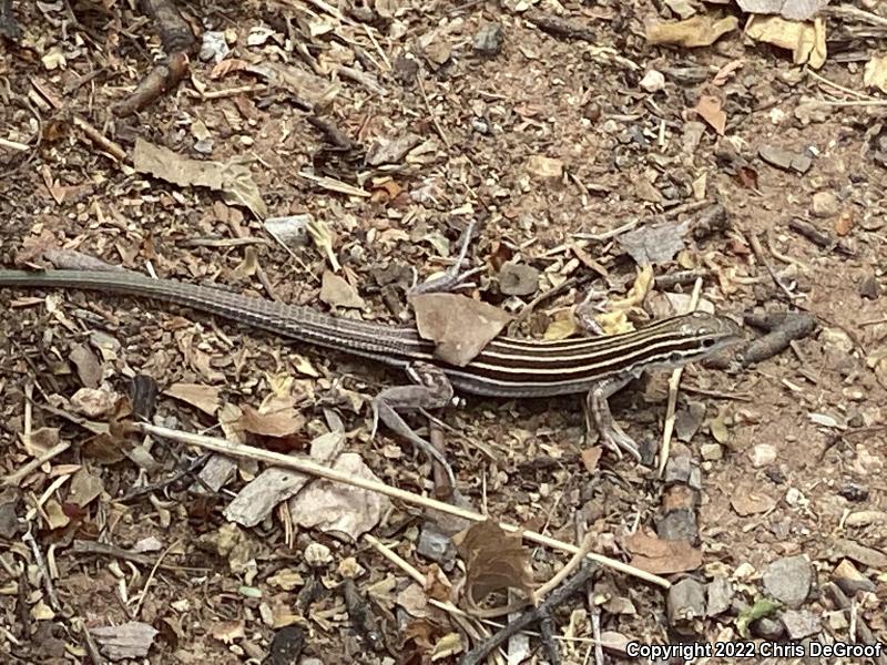 Desert Grassland Whiptail (Aspidoscelis uniparens)