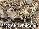 Desert Grassland Whiptail (Aspidoscelis uniparens)