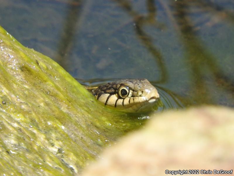 Wandering Gartersnake (Thamnophis elegans vagrans)