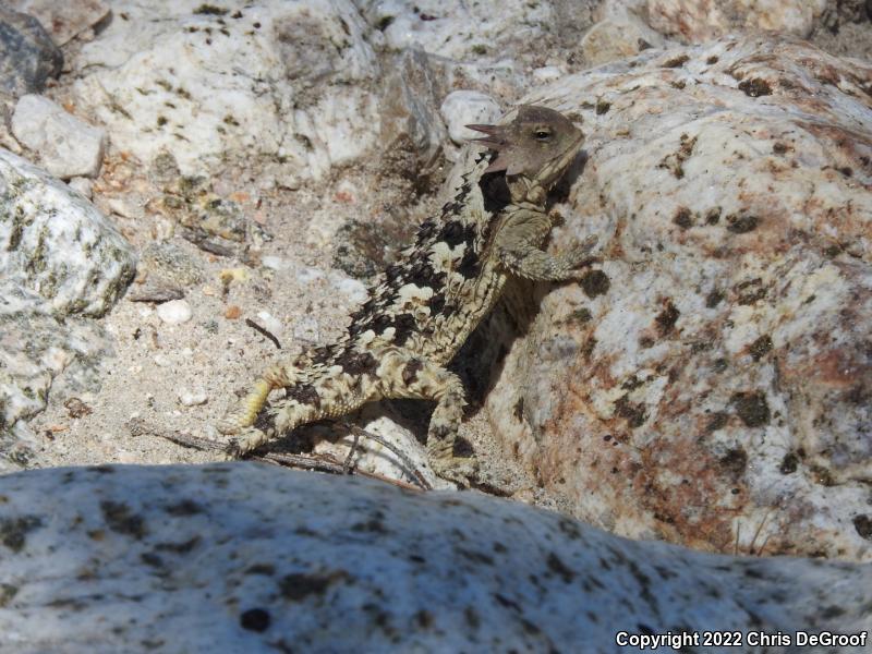 Blainville's Horned Lizard (Phrynosoma blainvillii)