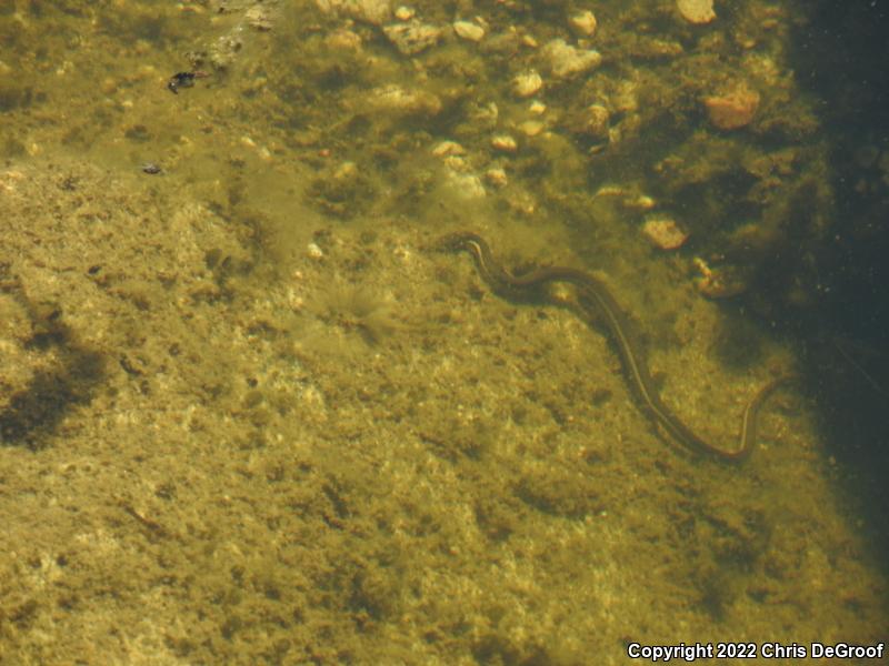 Two-striped Gartersnake (Thamnophis hammondii)