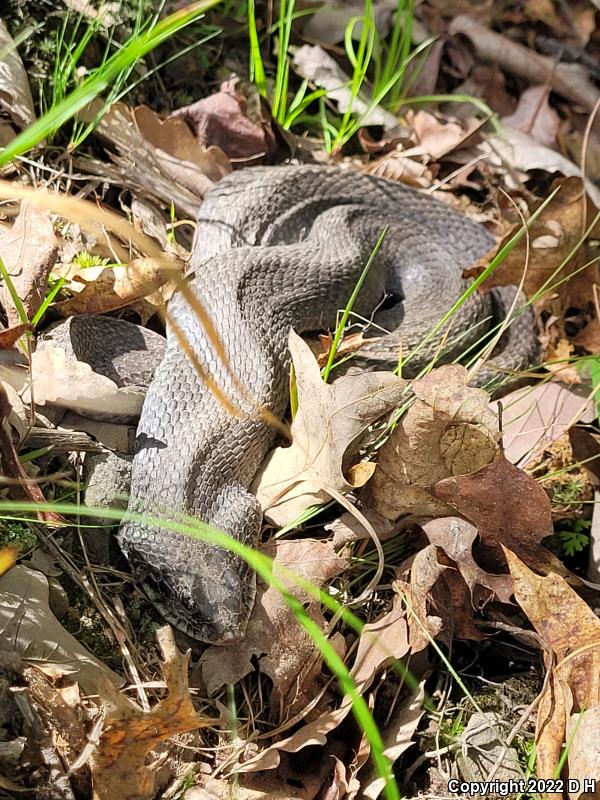 Eastern Hog-nosed Snake (Heterodon platirhinos)