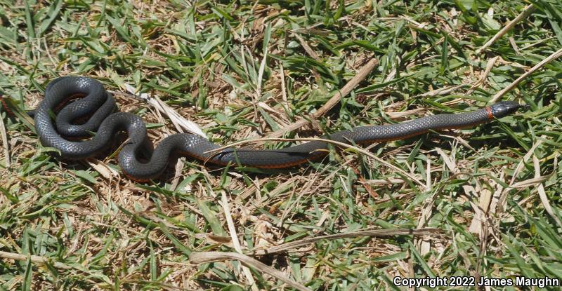 Pacific Ring-necked Snake (Diadophis punctatus amabilis)