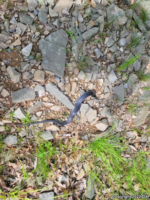 Northern  Black Racer (Coluber constrictor constrictor)