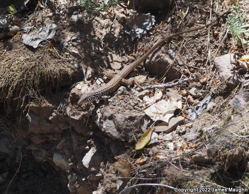 California Whiptail (Aspidoscelis tigris munda)