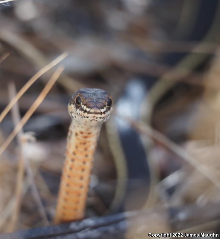 California Striped Racer (Coluber lateralis lateralis)