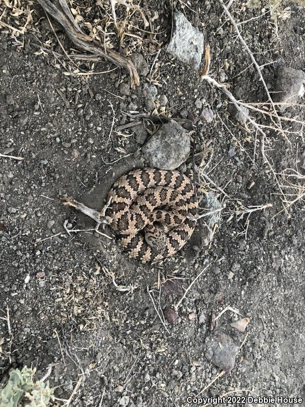 Panamint Rattlesnake (Crotalus stephensi)