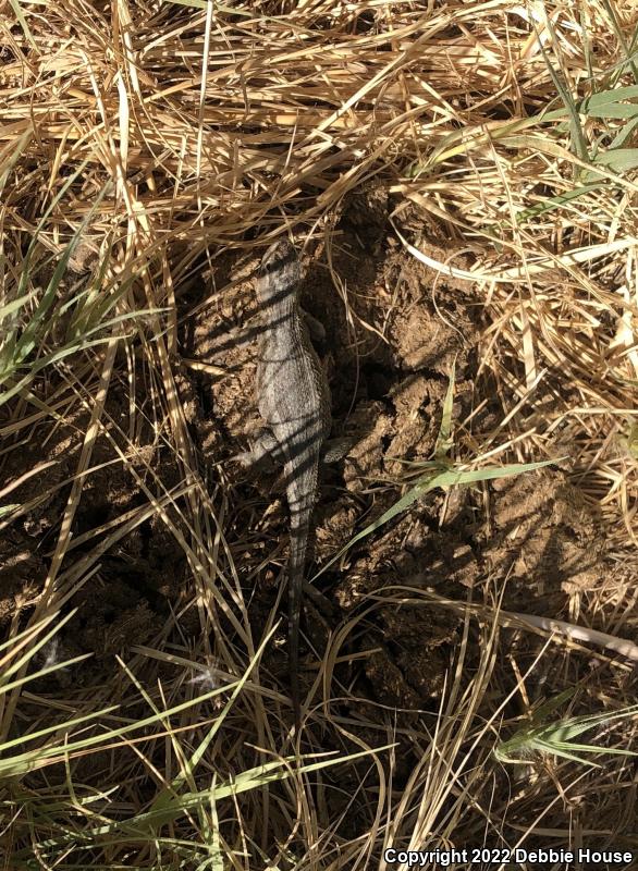 Northern Sagebrush Lizard (Sceloporus graciosus graciosus)