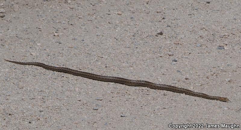 Pacific Gopher Snake (Pituophis catenifer catenifer)