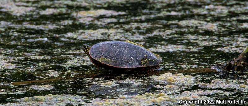 Western Painted Turtle (Chrysemys picta bellii)