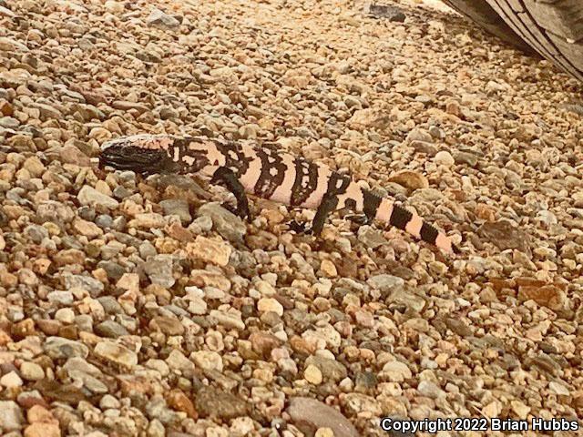 Reticulate Gila Monster (Heloderma suspectum suspectum)