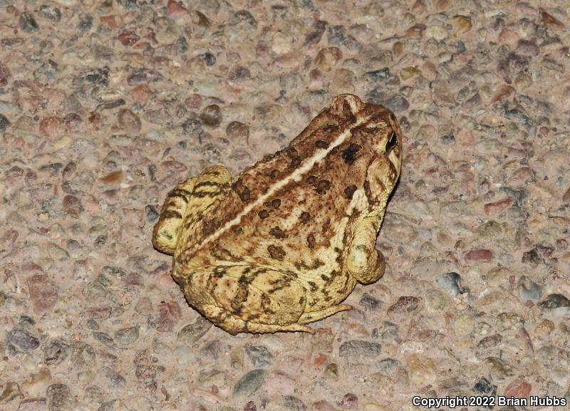 SouthWestern Woodhouse's Toad (Anaxyrus woodhousii australis)