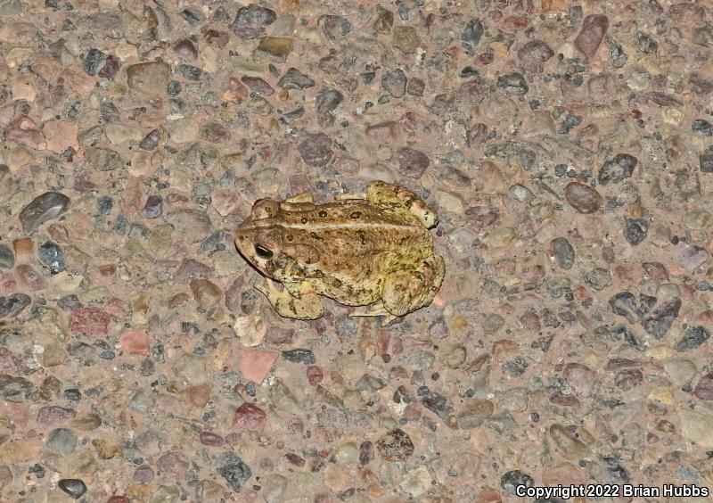 SouthWestern Woodhouse's Toad (Anaxyrus woodhousii australis)