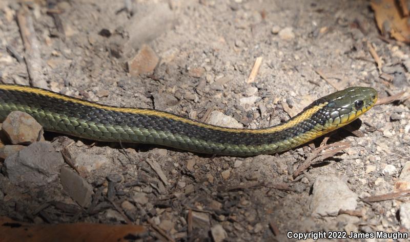 Santa Cruz Gartersnake (Thamnophis atratus atratus)