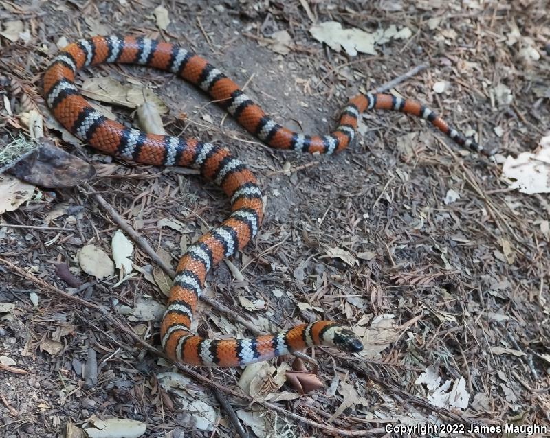 Coast Mountain Kingsnake (Lampropeltis zonata multifasciata)